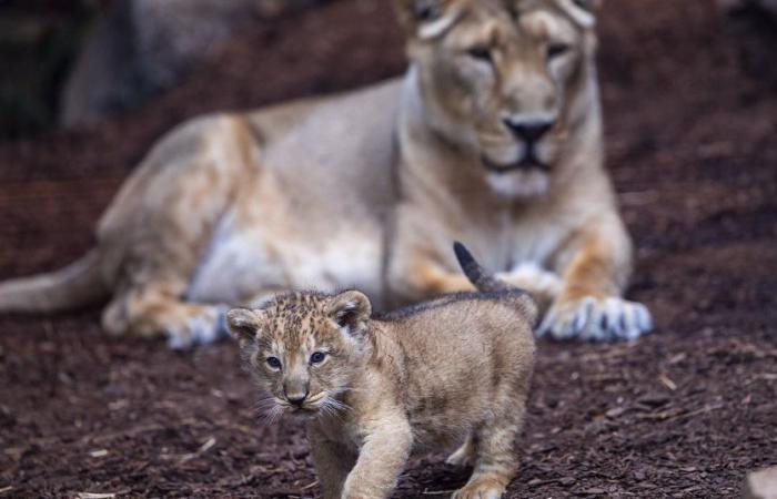 An Atlas lion cub is born in Rabat, a sign of hope for the species