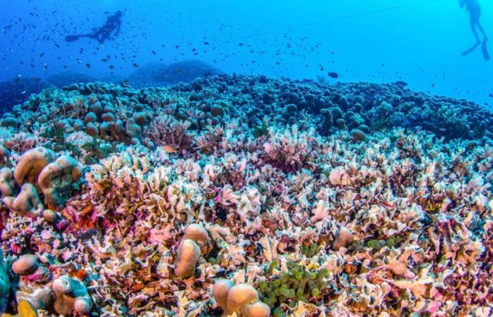 the largest coral in the world discovered in the Solomon Islands in the Pacific – Libération