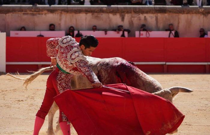 Bullfighting prohibited for minors under sixteen: the Senate rejects the bill