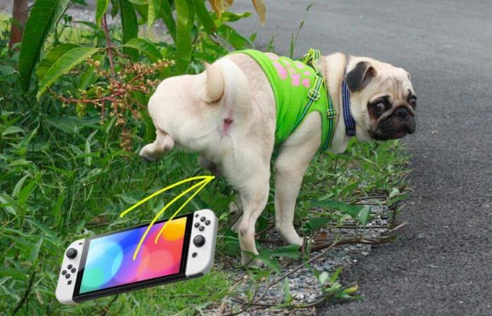 Nintendo asks Switch users not to let their pets urinate on their console