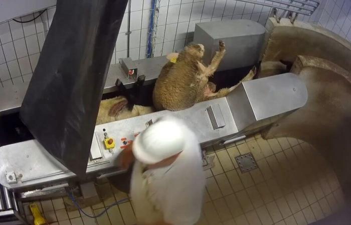 Savoie: the L214 association publishes new shocking images filmed in the Maurienne slaughterhouse