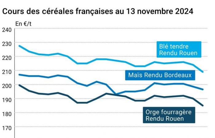 COTidienne | Cereals – Another marked drop in US wheat prices