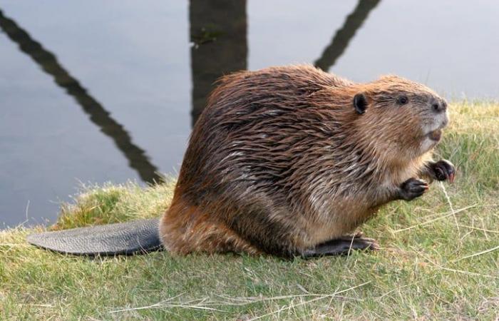 Don’t miss the full Beaver moon which will light up the sky on the night of November 15 to 16