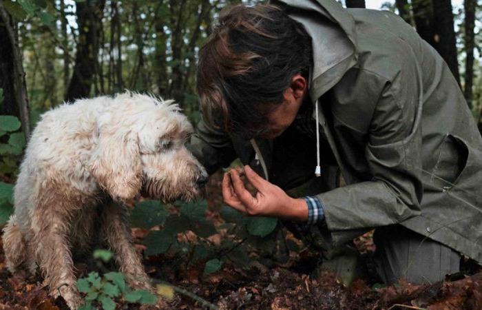 The white truffle, “white gold” of Italy threatened by the climate