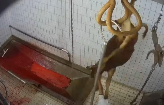 VIDEO. Sheep and cows cut up while the legs are still moving: a slaughterhouse suspended after a complaint from L214 for “acts of cruelty”