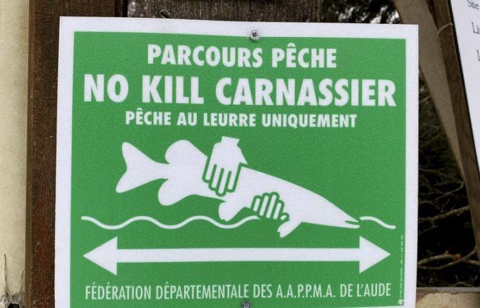 Tourism in Aude: the incredible success in Haute-Vallée for no-kill fishing routes