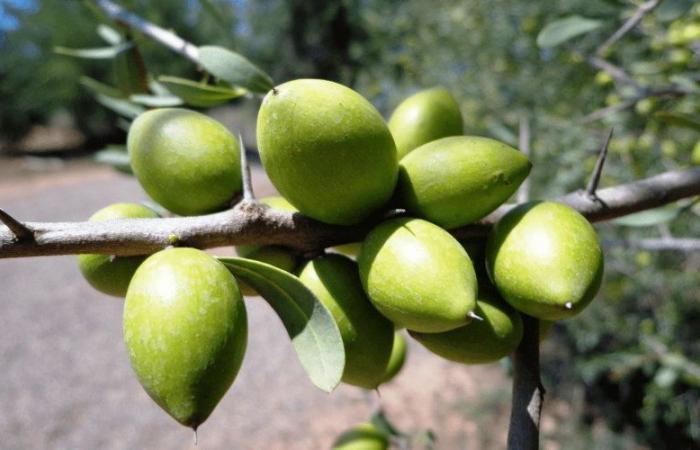 Morocco bets on the argan tree