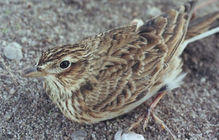 justice authorizes the continuation of skylark captures for scientific purposes