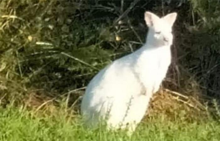 A white wallaby roams freely in a town in Vendée