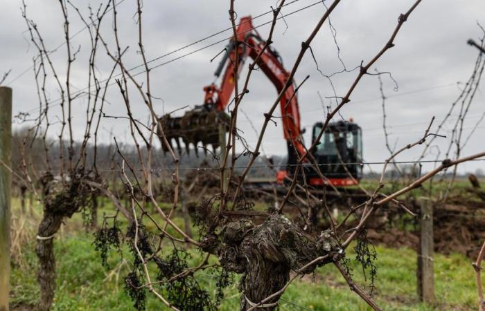 great success in Gironde for the national grubbing plan with more than 5,000 requests