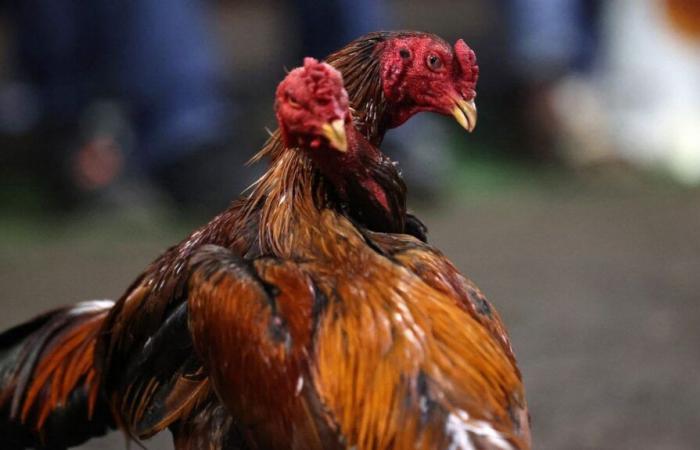 in the North, a possible tightening of legislation on cockfighting does not surprise breeders