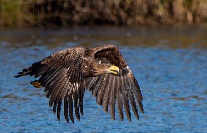 a platform to help birds of prey make their nests in Brenne