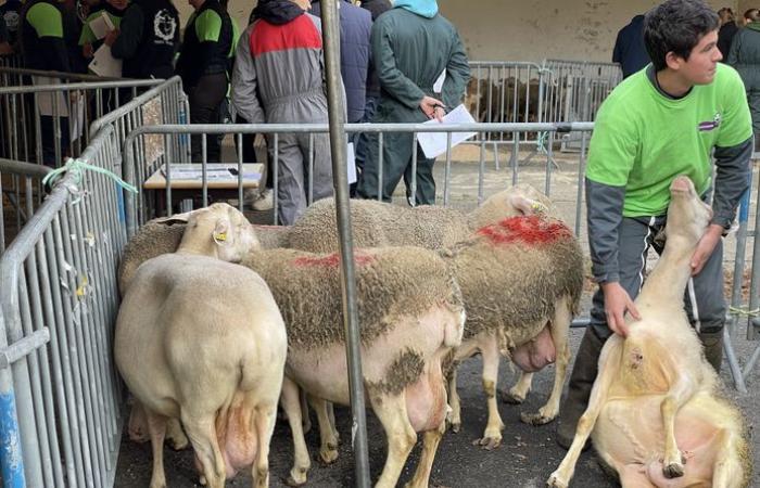 Discover the ten students who will represent Lozère during the twentieth regional Ovinpiades