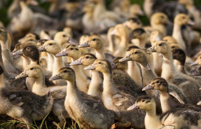 Landes. Second case of avian flu detected, 6,000 ducks euthanized