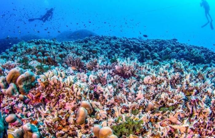 World’s largest coral found in Solomon Islands in the Pacific – rts.ch