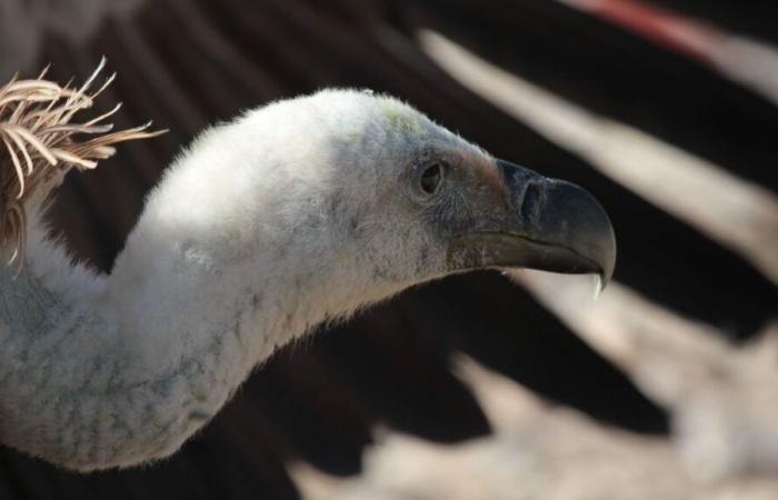 Shooting to scare away griffon vultures authorized in Aveyron