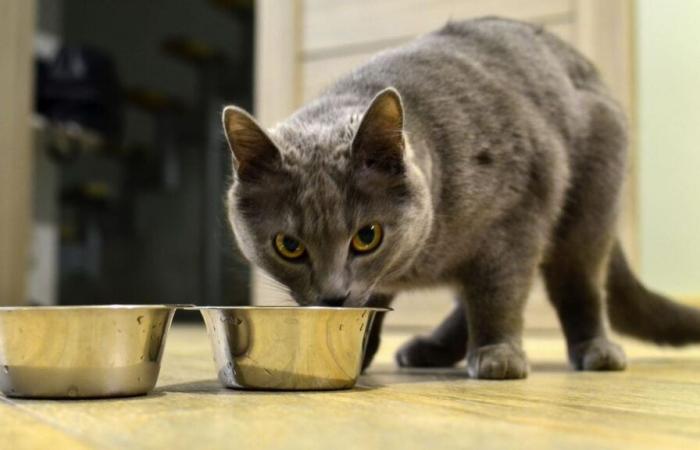 These cat kibbles are the worst for their health, according to 60 million consumers