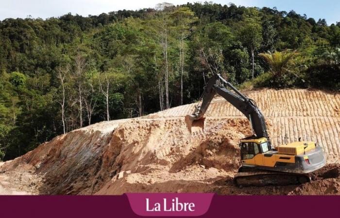 Deforestation law targeted by conservative MEPs