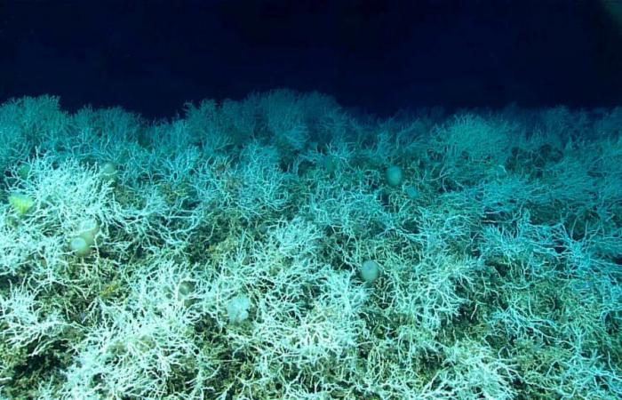 World’s largest coral discovered in Solomon Islands