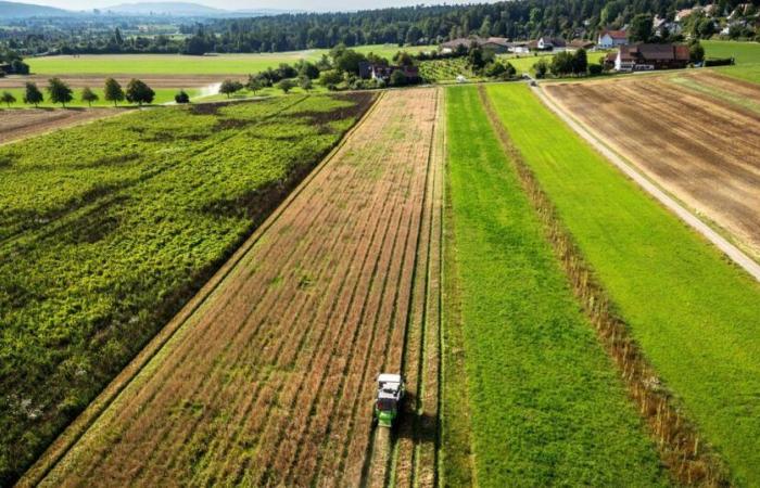 Swiss farmers seduced by incentives to avoid phytosanitary products – rts.ch