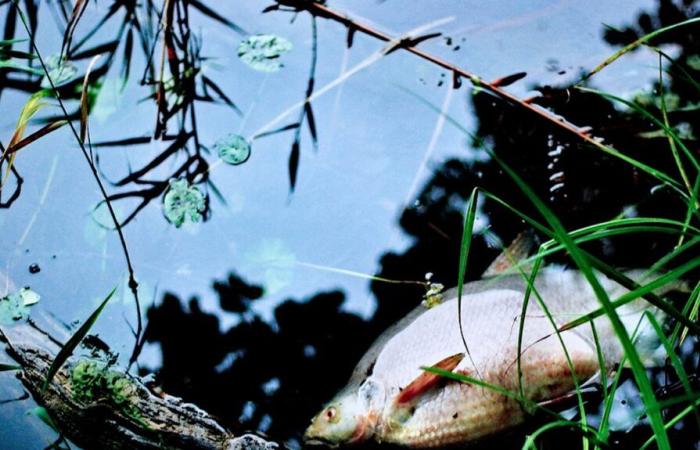 Fish threatened by global warming in the rivers of Maine-et-Loire