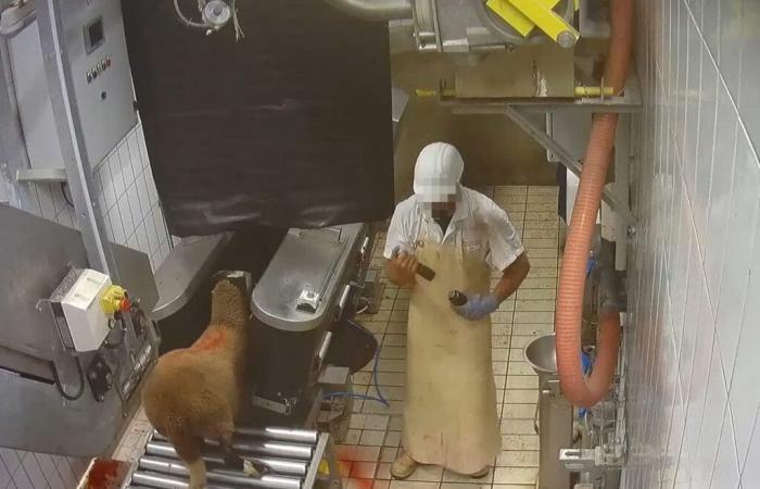 a Savoie slaughterhouse supplying Super U, Intermarché and E.Leclerc targeted by L214