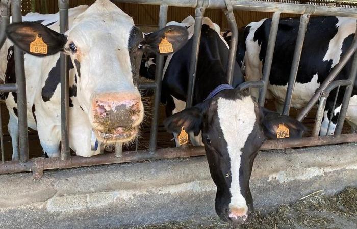 Special “agricultural crisis” day: France Bleu Périgord is live with a dairy farmer in Dordogne