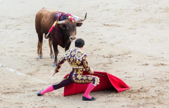 The ban on bullfighting for minors supported by an elected official from Lot-et-Garonne