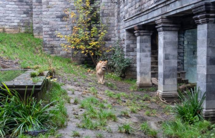 Good news in Pairi Daiza: lionesses rescued from Ukraine are now visible to the public (PHOTOS and VIDEO)