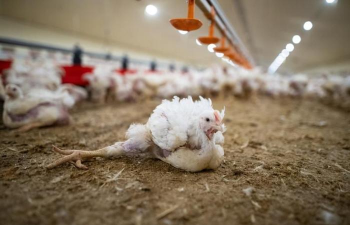 Health: Control chicken lameness linked to E. cecorum germs