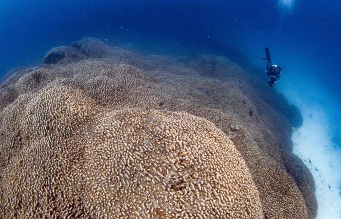 Pacific Ocean | World’s largest coral discovered in Solomon Islands