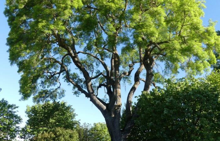 an emblematic tree of this village could be cut down, a citizen collective wants to save it