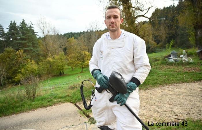 This worrying invasion of the Asian hornet in Haute-Loire