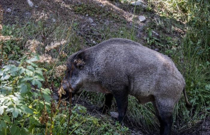 A 30-year-old hunter seriously injured after being charged by a wild boar, a helicopter deployed to rescue him