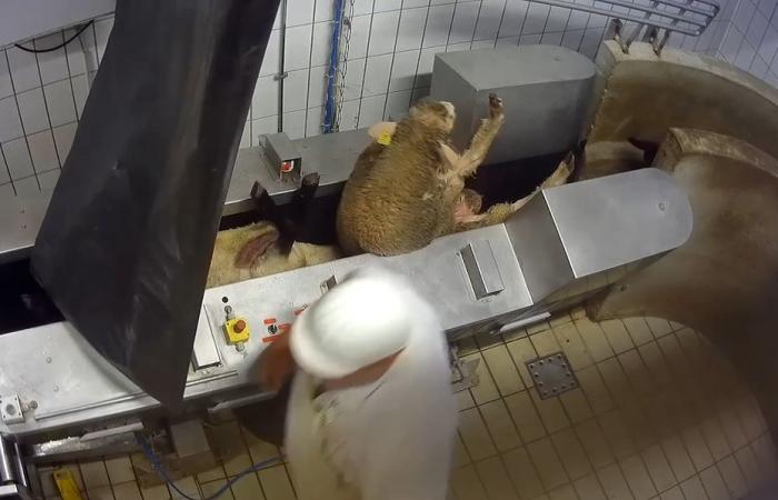 VIDEO. The activity of a slaughterhouse in Savoie suspended after an investigation by L214, the association welcomes the decision