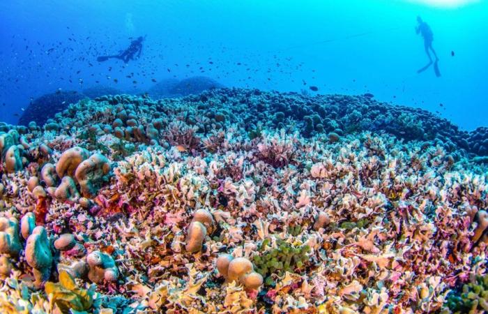 Pacific Ocean | World’s largest coral discovered in Solomon Islands