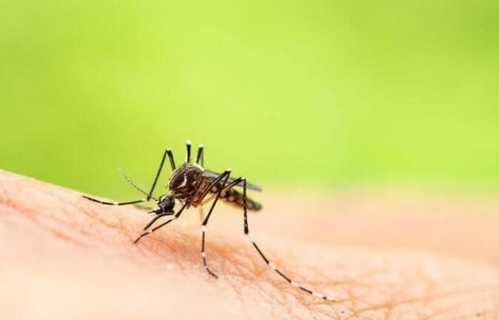 first vaccine against chikungunya