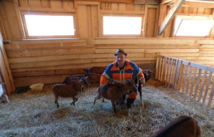 In this small town in the Jura, the maintenance of green spaces has been entrusted to a herd of goats