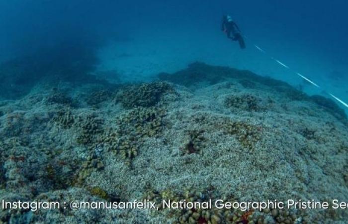 The largest coral in the world discovered in the Solomon Islands: here are the impressive images