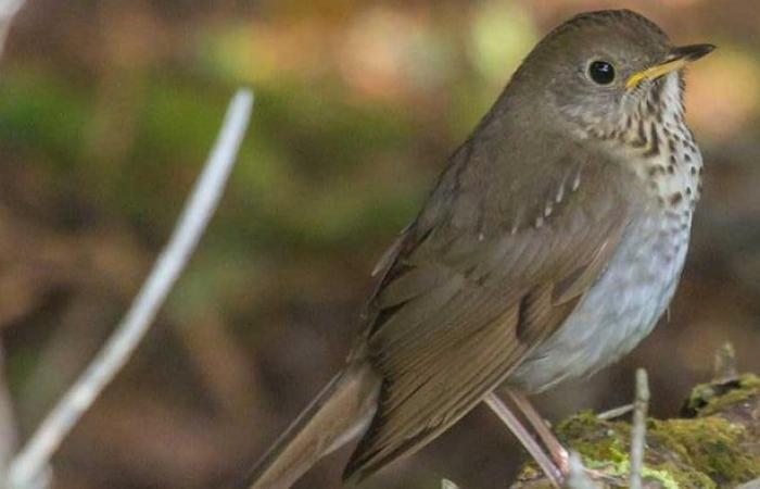 A forest “with twisted trees” now protected in La Malbaie