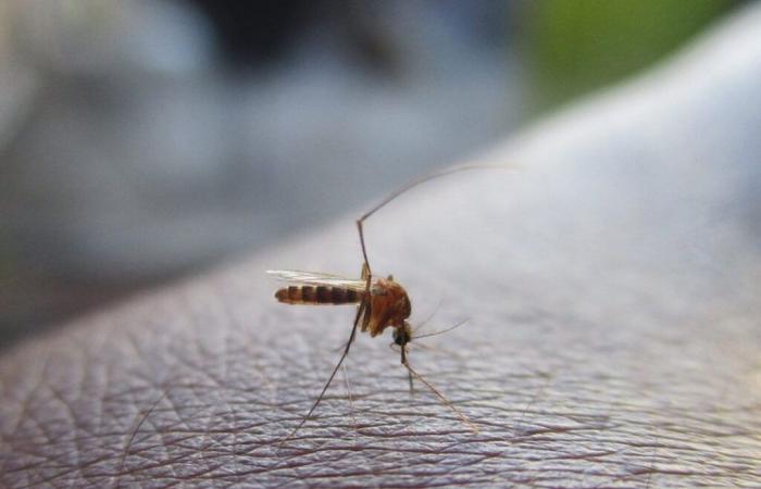 France: the dengue epidemic is gaining ground in this department, the authorities are launching an appeal