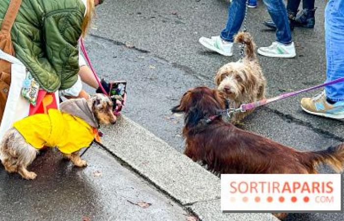 Paris Sausage Walk 2024: the dachshund walk returns to the capital this weekend!