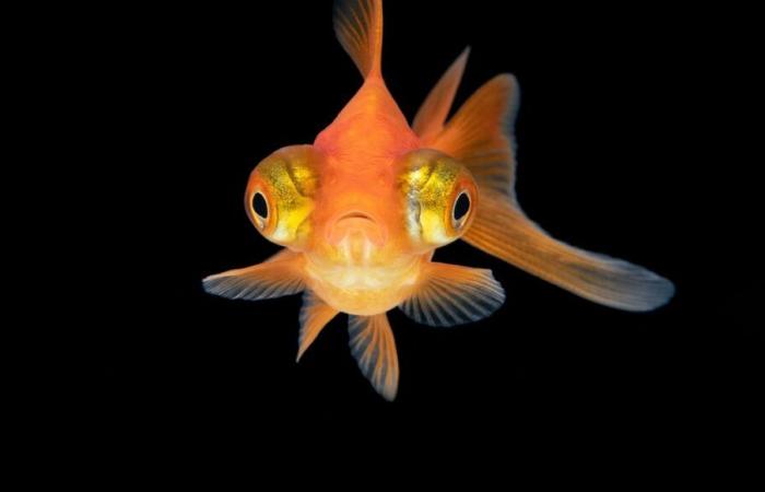 Goldfish: domestication has selected malformations