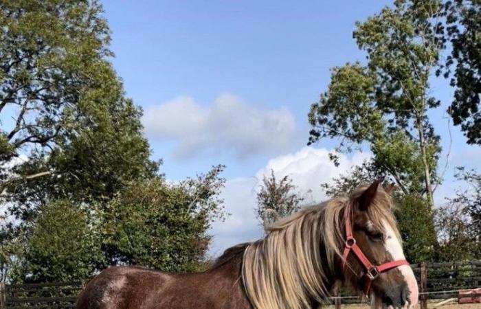 a purebred horse missing, the trail of the planned theft