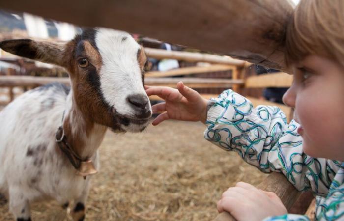 The Saint-Siffrein Fair returns to its origins