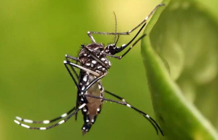 Dengue epidemic declared in Guadeloupe with rare serotype which could cause a high number of cases