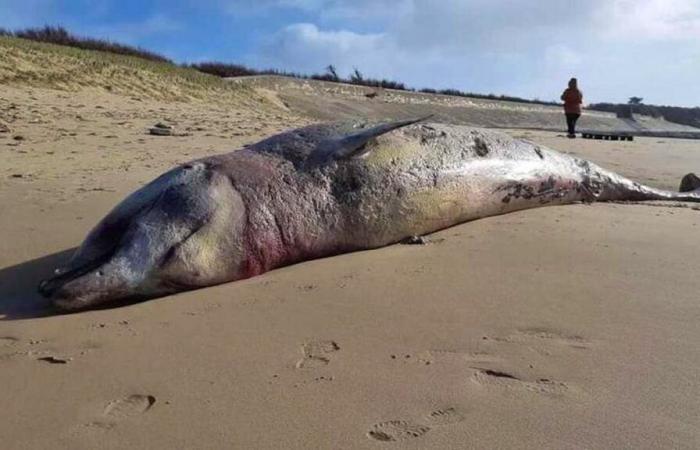 A whale stranded in 2021 probably the victim of military sonar