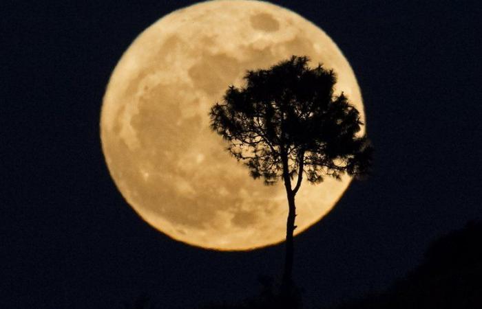 Super Beaver Moon: what is this phenomenon, how to observe it, at what time… Everything you need to know about the last super Moon of the year