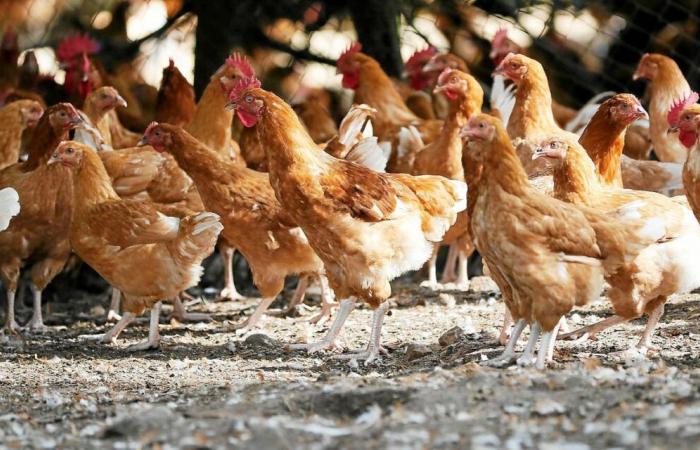 In Lamballe-Armor, 1,000 chickens and 500 ducks euthanized by decision of the prefecture