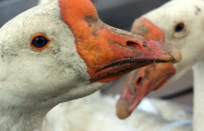 “It’s a massacre”: around twenty geese slaughtered in a leisure center in Eure